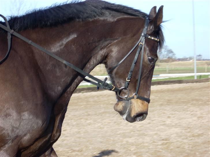 Holstener Corano - Træning 9/2 08.. Fint hovedbillede.. (: billede 19