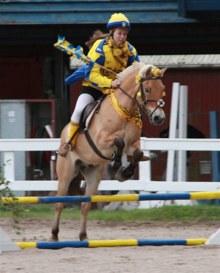 Fjordhest Romoses Jolly Jumper - Kostume spring. Brøndby fans, Låålåålå :p Jolly var så flink. Han var fuldstændig ligeglad med, at vi sprang med flag. billede 18