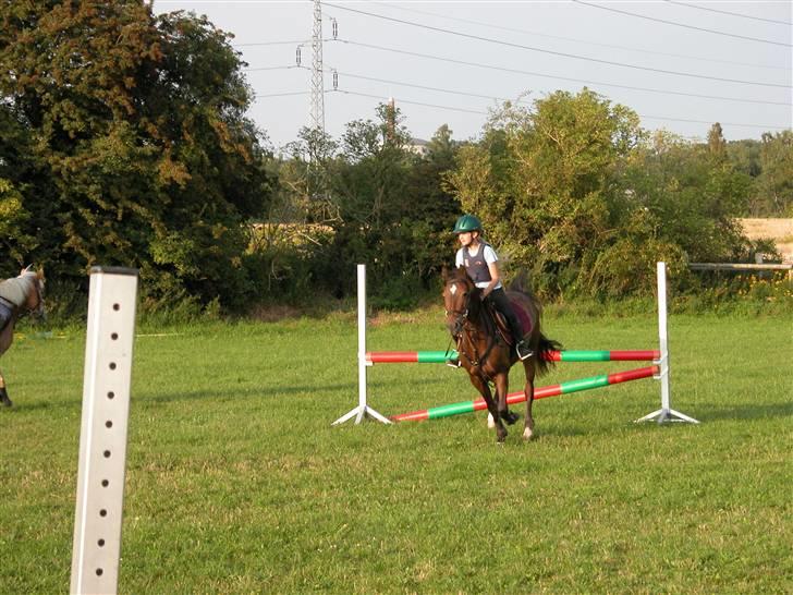 Anden særlig race Daisy RIP billede 5