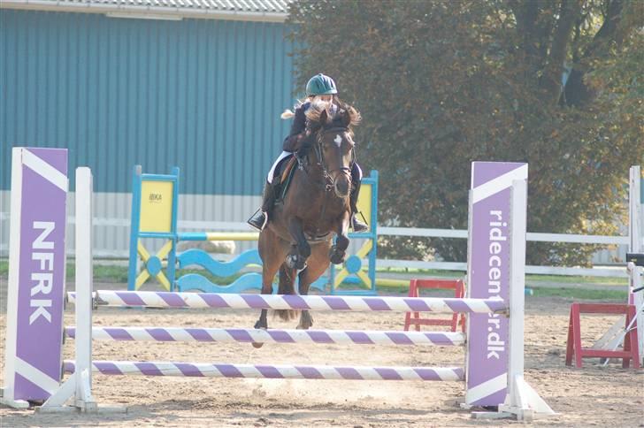 Anden særlig race Daisy RIP billede 6