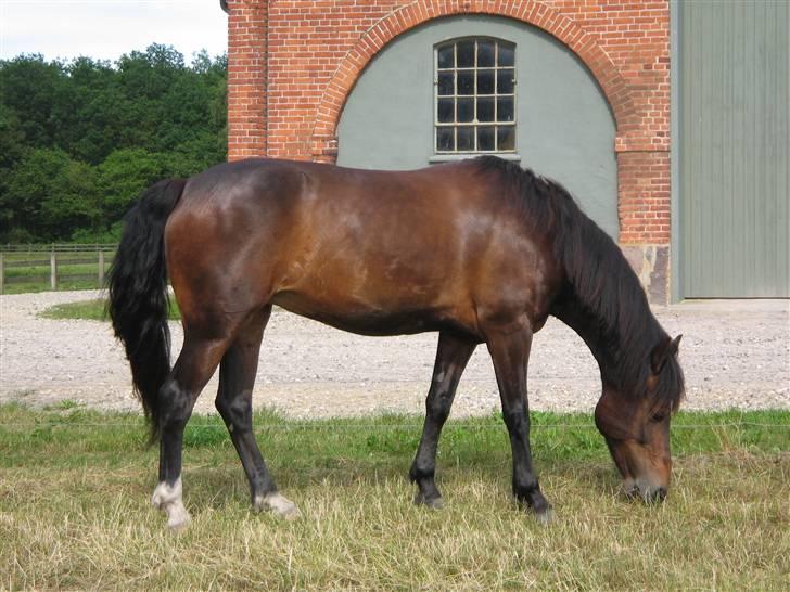 Anden særlig race Daisy RIP billede 9