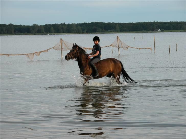 Anden særlig race Daisy RIP billede 15