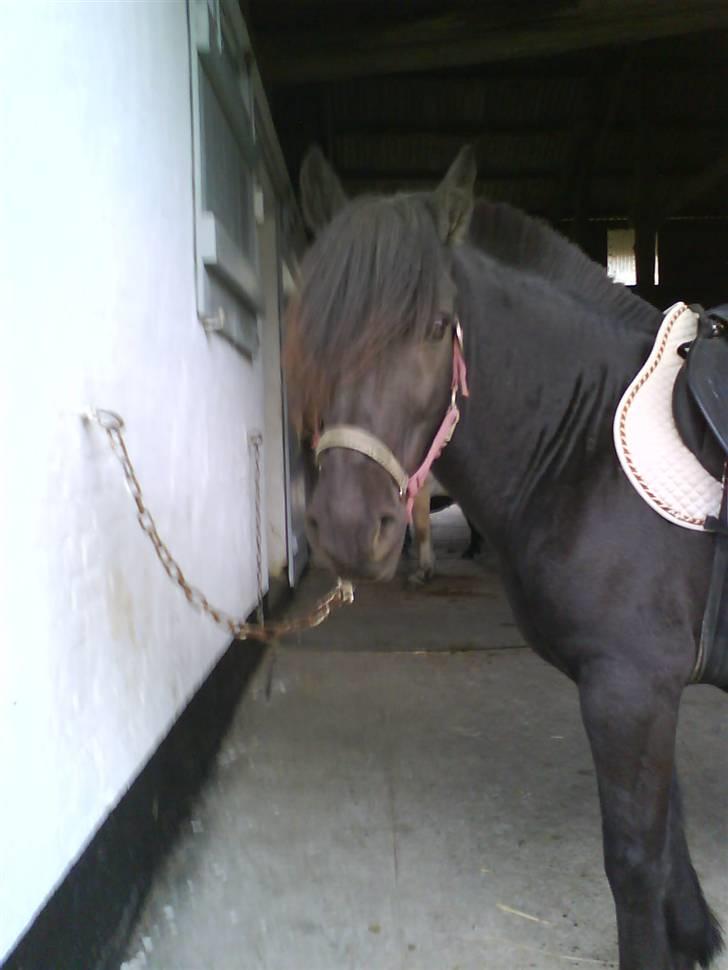 Anden særlig race Lego<3<3(tidl. part)<3<3 - SMUK bølle<3 billede 5