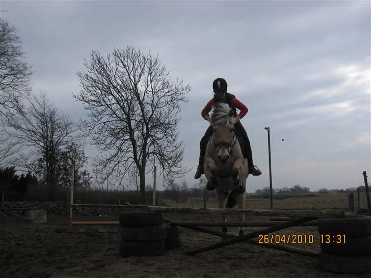 Fjordhest Simba <3 solgt - spring marts 2010 <3 billede 17