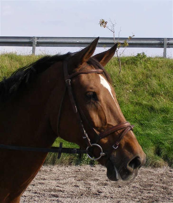 Anden særlig race Frederikke :-* - minpige. jeg elsker dig! | foto: pernille :D billede 1