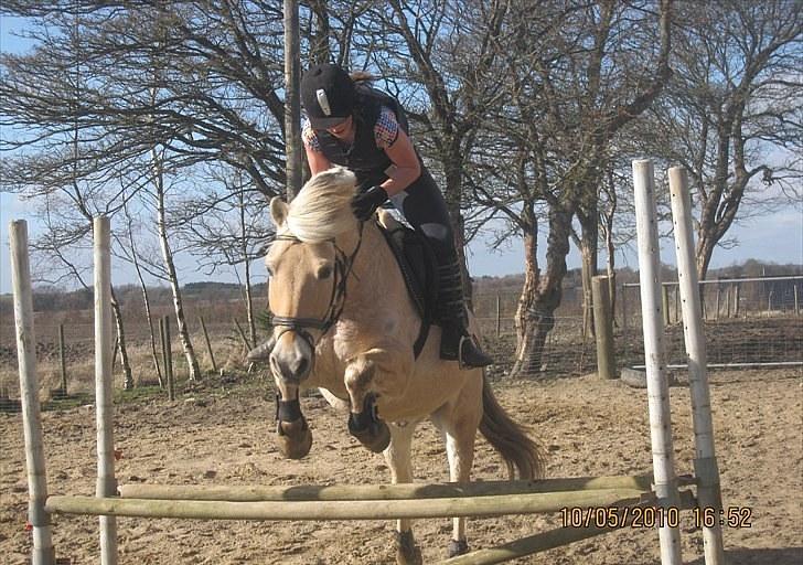 Fjordhest Simba <3 solgt - spring marts 2010 <3 billede 18