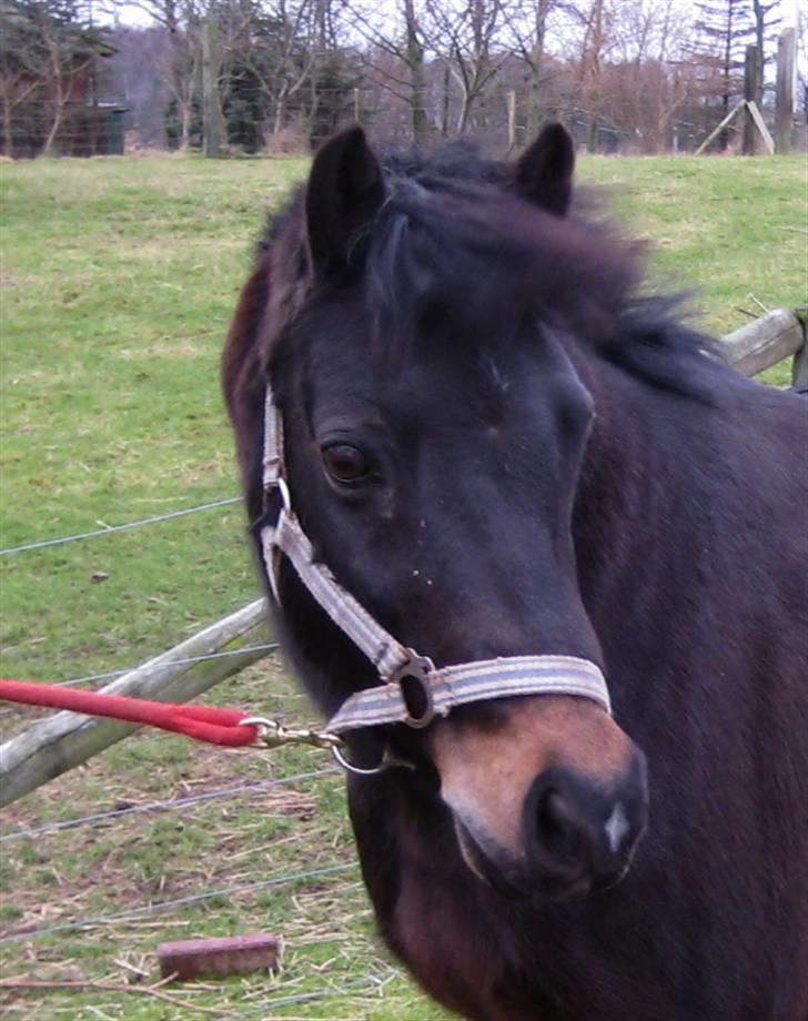 Anden særlig race Jolly RIP <3 billede 1