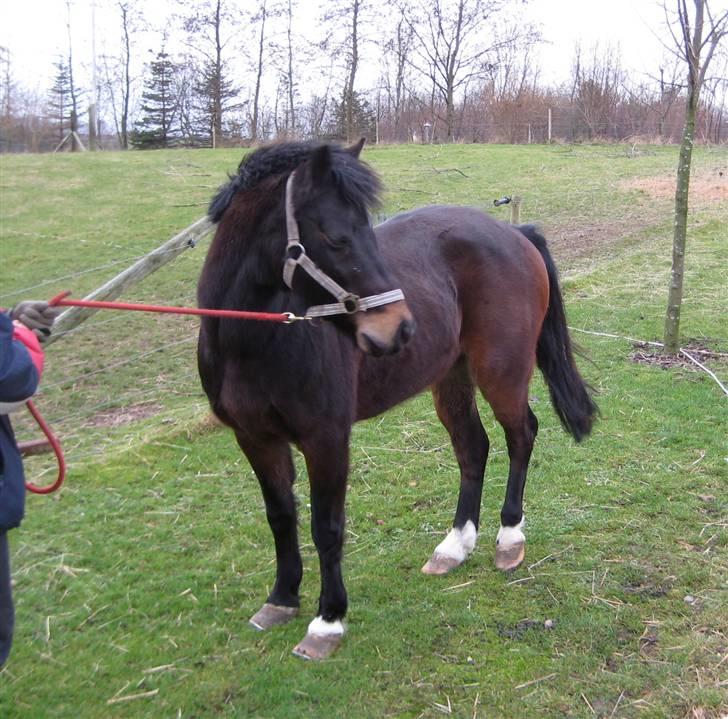 Anden særlig race Jolly RIP <3 - Min elskede pony, dagen før han blev aflivet :( billede 2