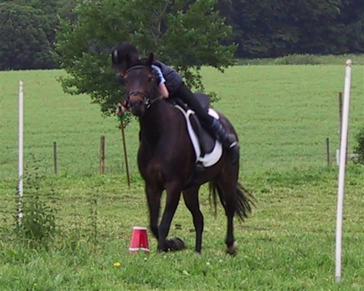 Anden særlig race Jolly RIP <3 - Fra mit første mounted games stævne (ca. 3 år siden) billede 4