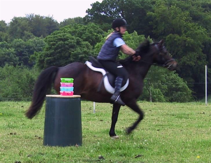 Anden særlig race Jolly RIP <3 - Fra mit første mounted games stævne (ca. 3 år siden) billede 5