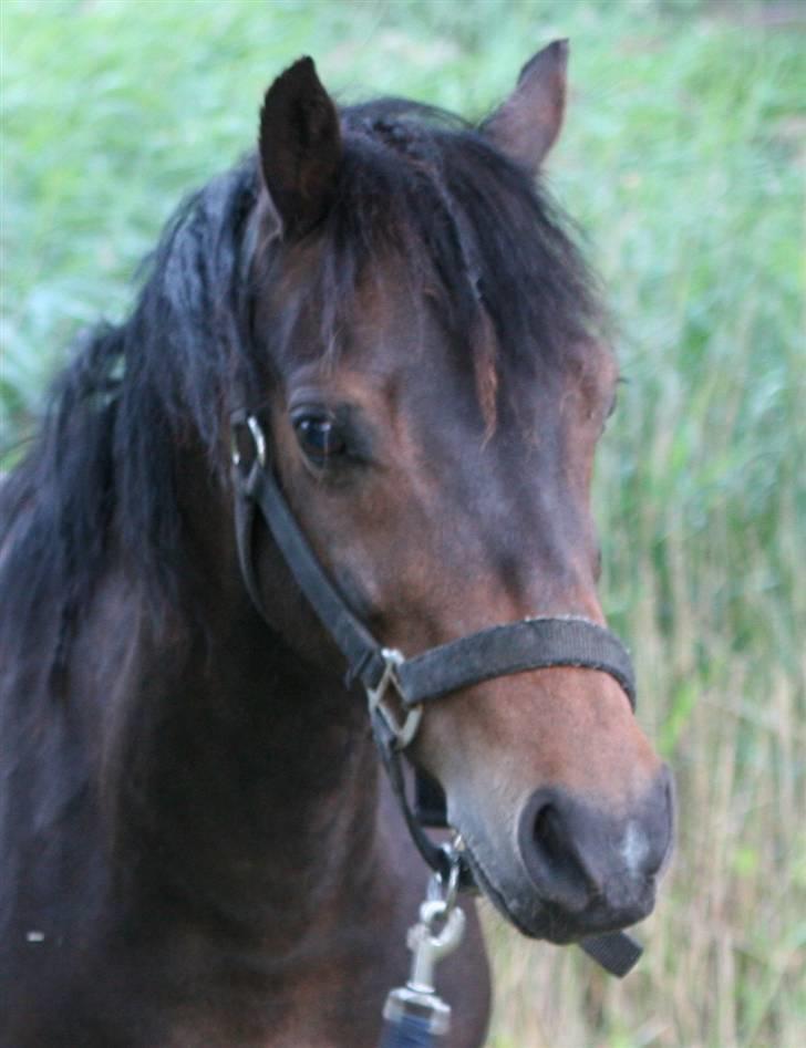 Anden særlig race Jolly RIP <3 billede 7