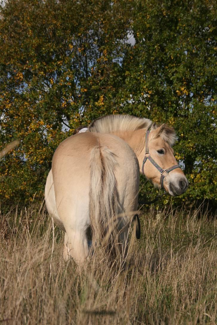 Fjordhest Loui*goodye my angel<3RIP - The time was yours and mine , And we were wild and free. billede 13