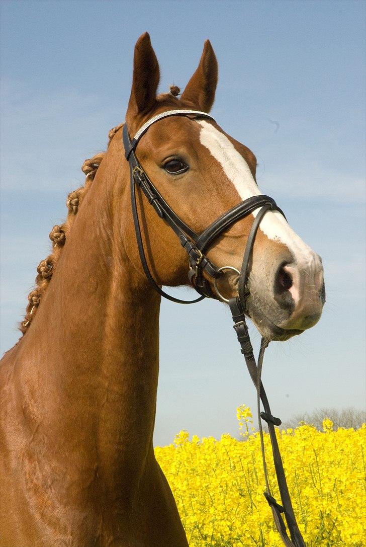 Frederiksborg  / DV Amigo - :b billede 18