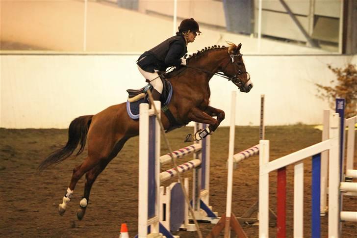 Welsh Pony (sec B) Creekmanns Cherie - tubbe i hendes 2 fejlfri MB.<3 fotograf; "sipo foto." billede 9