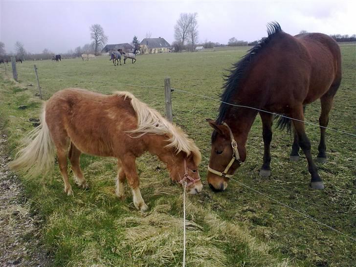 Anden særlig race Zantos *Gammel part* - Her står han med sin nye bedste ven Hopla. En ny hest jeg træner billede 19