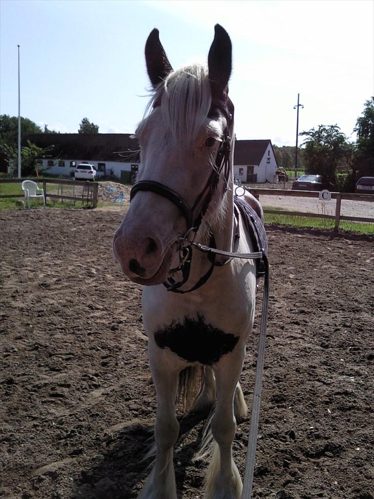 Irish Cob Næbbet's Victor (SOLGT) billede 1