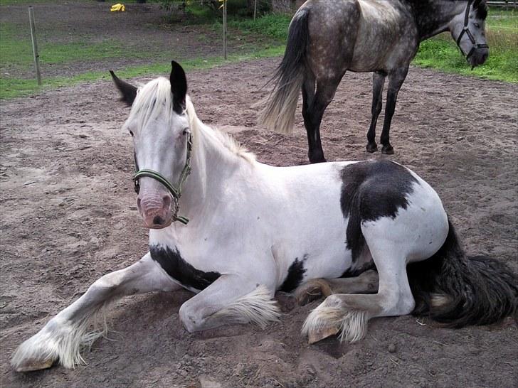 Irish Cob Næbbet's Victor (SOLGT) billede 3