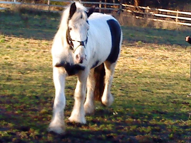 Irish Cob Næbbet's Victor (SOLGT) billede 4