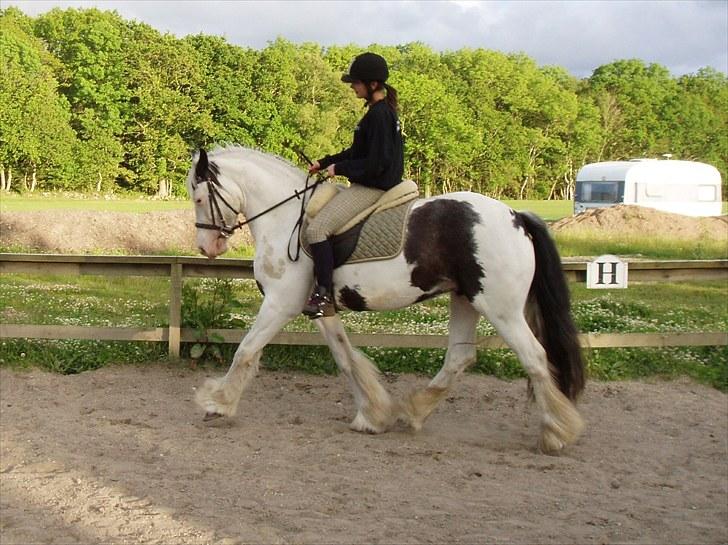 Irish Cob Næbbet's Victor (SOLGT) billede 5