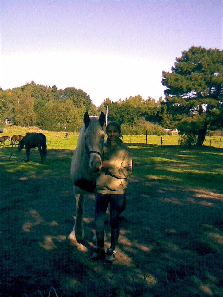 Irish Cob Næbbet's Victor (SOLGT) - Den dag jeg fik ham. billede 6