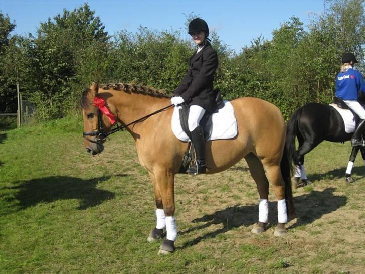 Oldenborg /Fjordhest - Vejlbygård's Yasmin-solgt- - Primie hesten... efter vi har fået undervisning har vi vundet en LC1 og nu os en LC3... billede 11