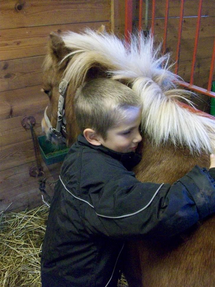 Shetlænder | viola - 1#  Velkommen til viola´s profil ! Viola og min nevø noah (: han var helt forelsket i hende d; billede 1