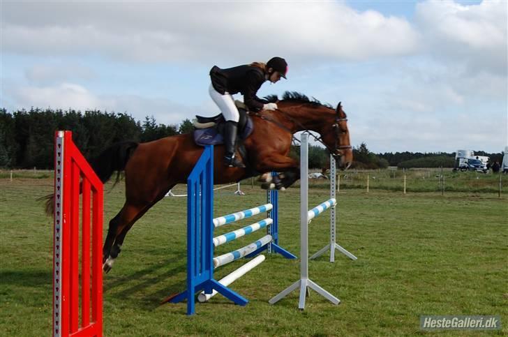 Anden særlig race Lyngholms dixie 'UDLÅNT' - velkommen til lyngholms dixies profil. mig & dixie til stævne i HIR. #´foto:annika. billede 1