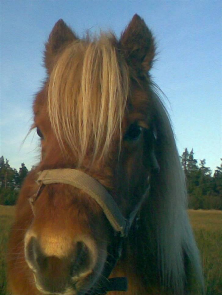 Shetlænder | viola - 4#  En dejlig vinter morgen hvor jeg skulle hente prinsessen (L) billede 4