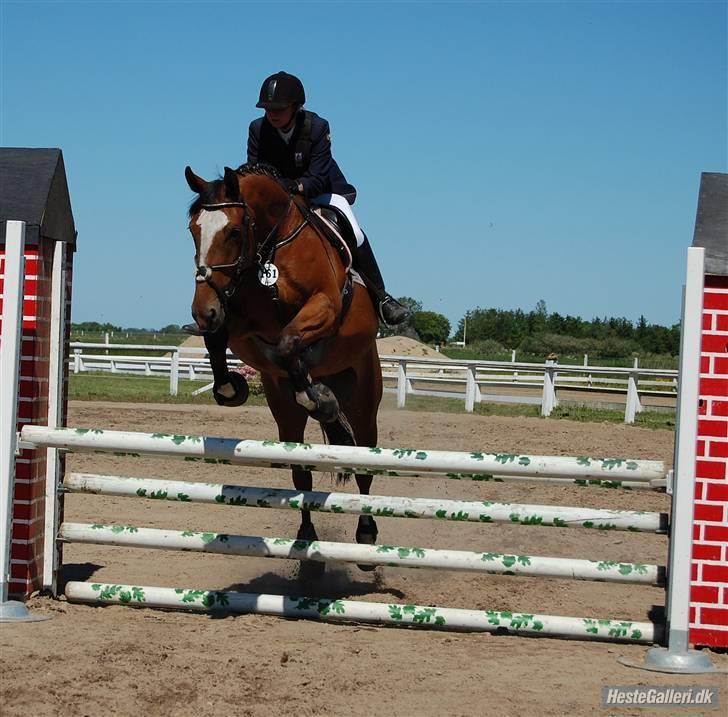 Anden særlig race Lyngholms dixie 'UDLÅNT' - tine & dixie til stævne i JMR. #´foto:? billede 3