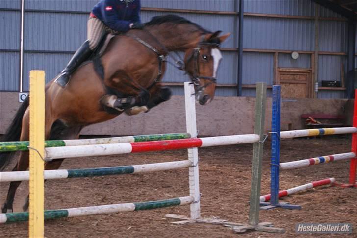 Anden særlig race Lyngholms dixie 'UDLÅNT' - tine & dixie til undervisning. #´foto:ellen. billede 4