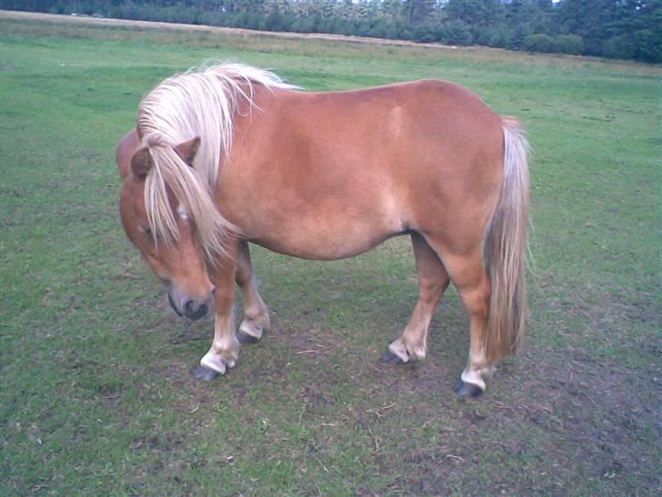 Shetlænder | viola - 5# Viola med hendes dejlig lange flotte man, inden vi begyndte at ride på hende (L) billede 5