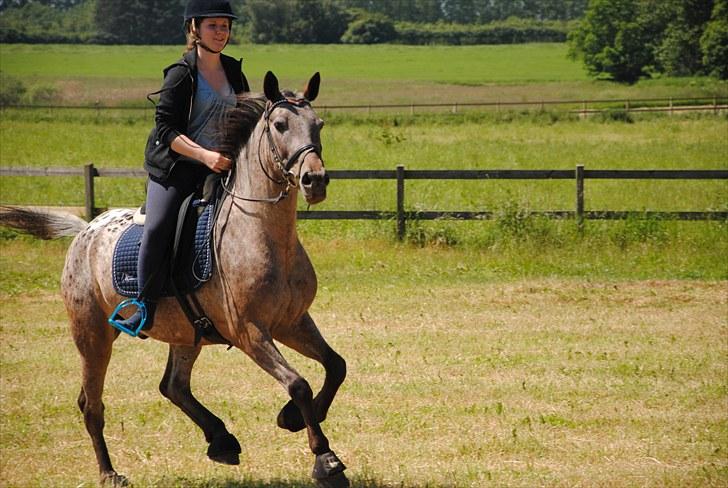 Knabstrupper Dusty Dot - . Dusty & mig på marken:) billede 11