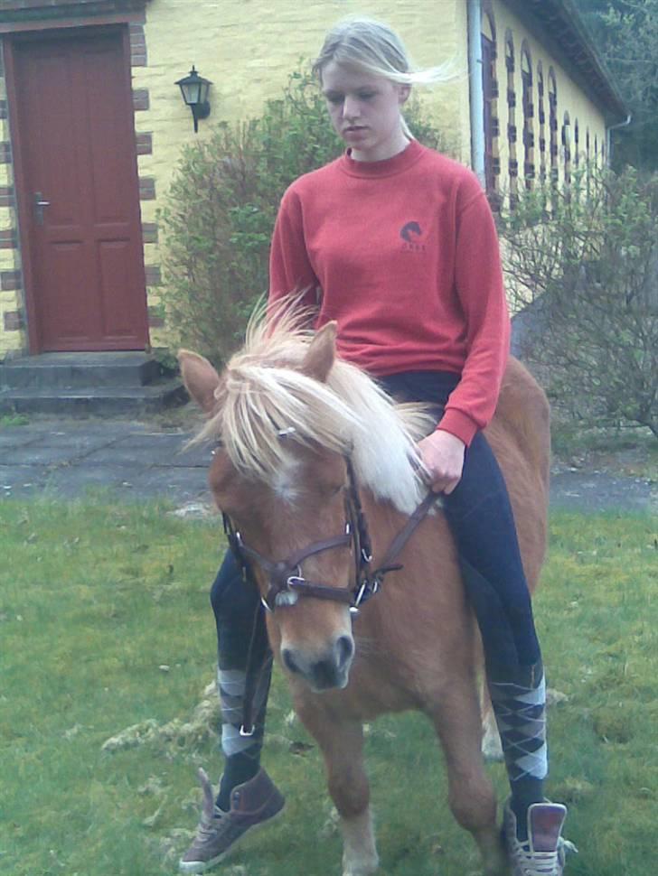 Shetlænder | viola - 7#  Med hendes nye hoved tøj (L) billede 7
