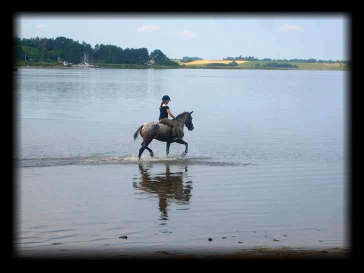Knabstrupper Dusty Dot - . På stranden med Dusty. Red deren uden sadel, og uden at ryge af :D haha billede 12