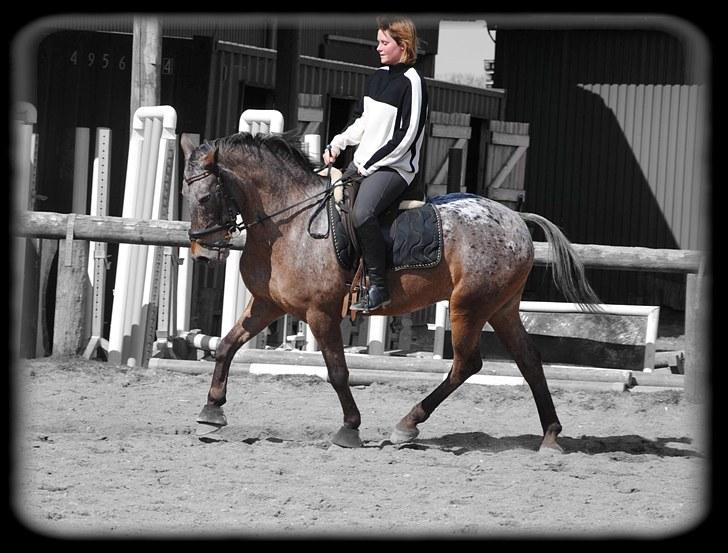 Knabstrupper Dusty Dot -  . Sabrina og Dusty :) billede 13