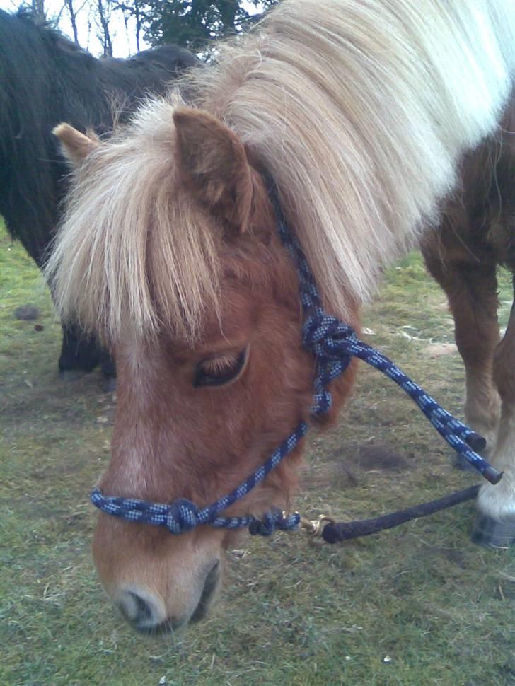 Shetlænder | viola - 8#  Hygge dag med pigerne (L) Og ny man<3 billede 8