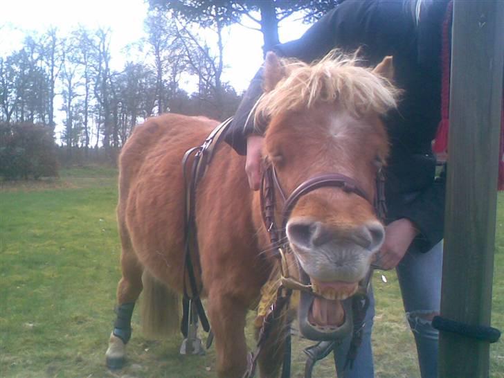 Shetlænder | viola - 9#  SMIIIL ! du på :D (L)  billede 9