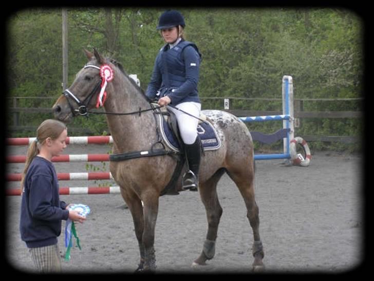 Knabstrupper Dusty Dot - .  billede 15