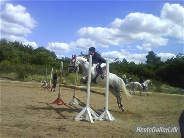 Anden særlig race Silver (SOLGT) - Opvarmning klubmesterskab juni 2008 <3  billede 19