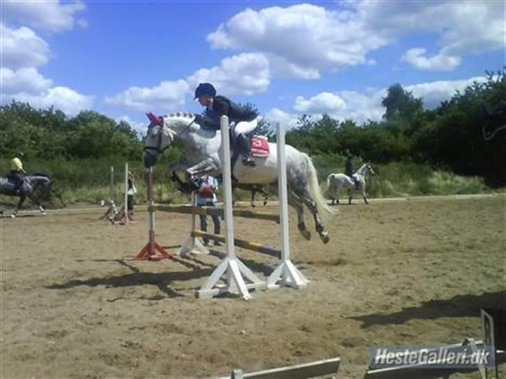 Anden særlig race Silver (SOLGT) - Opvarmning klubmesterskab juni 2008 <3 billede 20