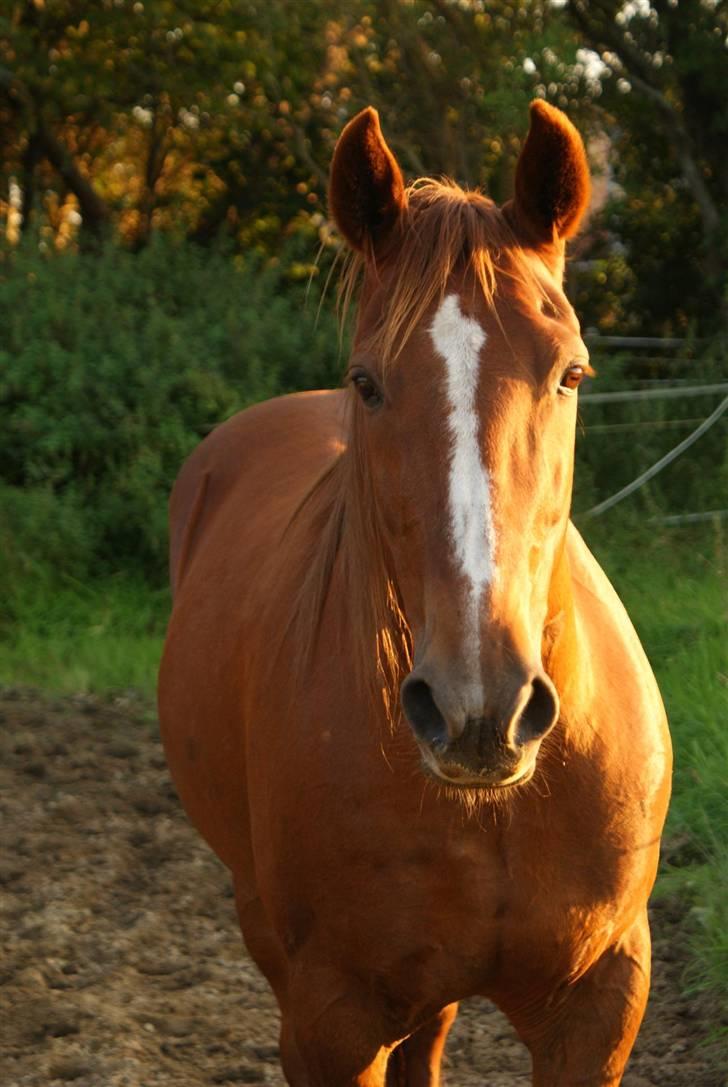 Traver Pikeur - Er jeg ikke bare smuk? billede 13