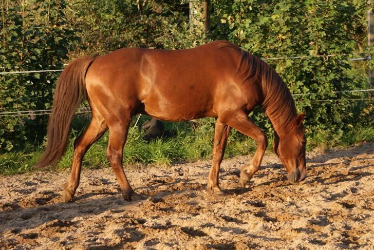 Traver Pikeur - Han skal lige finde det rigtige sted, at rulle sig billede 14