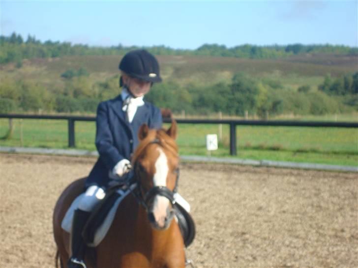 Welsh Mountain (sec A) Lady solgt :'( - ørnhøj 2008 ..... det var super sjovt og det gik super godt vi vandt en 1 plads<33 billede 6