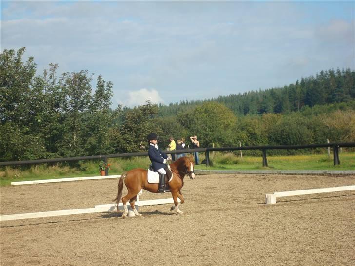 Welsh Mountain (sec A) Lady solgt :'( - ørnhøj 2008 ..... det var super sjovt og det gik super godt vi vandt en 1 plads<33 billede 7