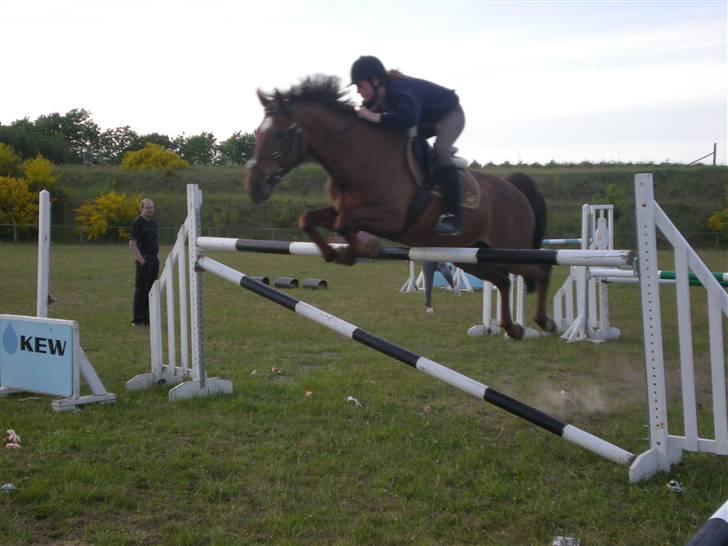 Dansk Varmblod Little Dream - vi springer omkring 135 her ;) billede 1