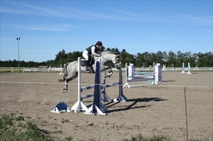 New Forest Rødtjørns Geronimo - Stævne i BJR sep. 2010 :) billede 7