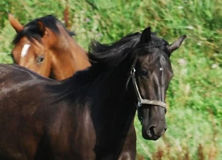 Oldenborg Ce-kas - Ce-kas billede 13