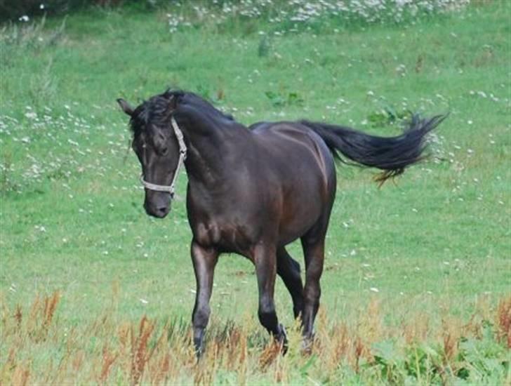Oldenborg Ce-kas billede 15