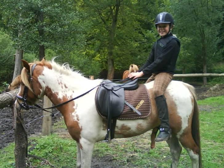 Anden særlig race Pinocchio *SOLGT /':* - Man kan alt på den pony! billede 8