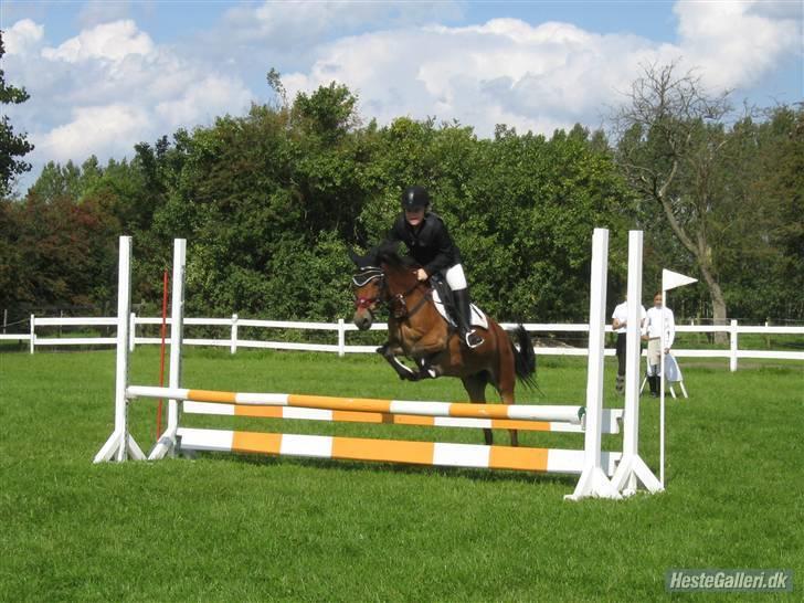Anden særlig race Buster Larsen. (SOLGT) - Stævne på Kir.. September 2008 billede 14